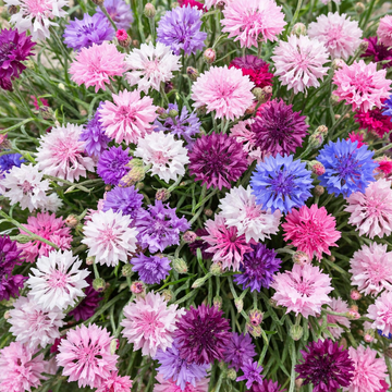 Centaurea cyanus mixed colours flowers close up
