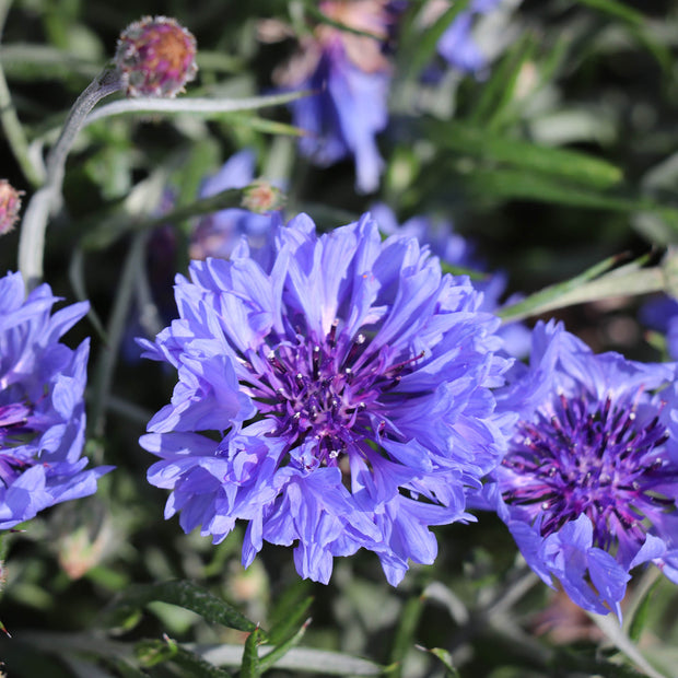 Kornblumenblauer Junge