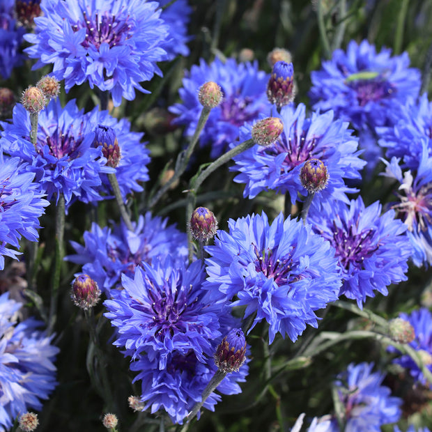 Cornflower Blue Boy