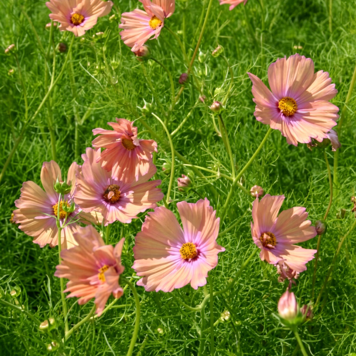 Cosmos Apricotta Seeds