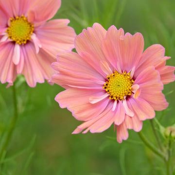 Cosmos Bipinnatus Apricotta Seeds