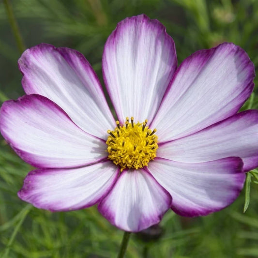 Cosmos Dwarf Purple Picotee
