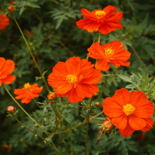 Cosmos Crest Orange Seeds