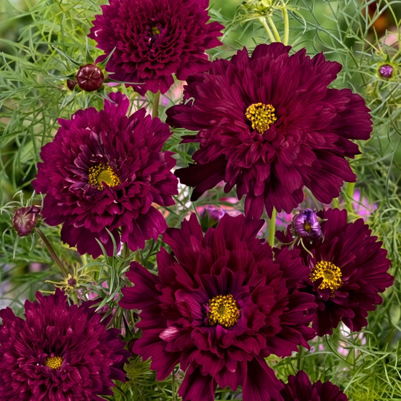 Cosmos Double Click Cranberries