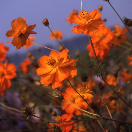 Cosmos Sulphureus Crest Orange