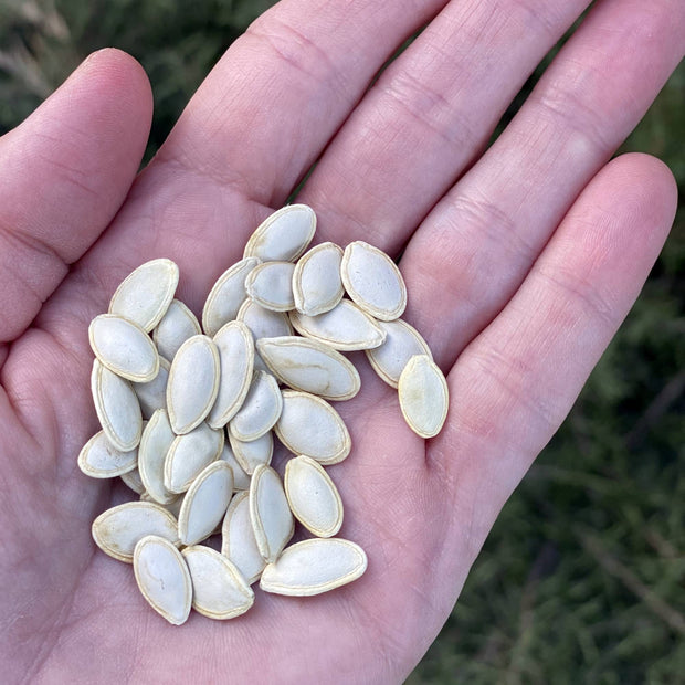 Courgette Ola Redonda Seeds Size