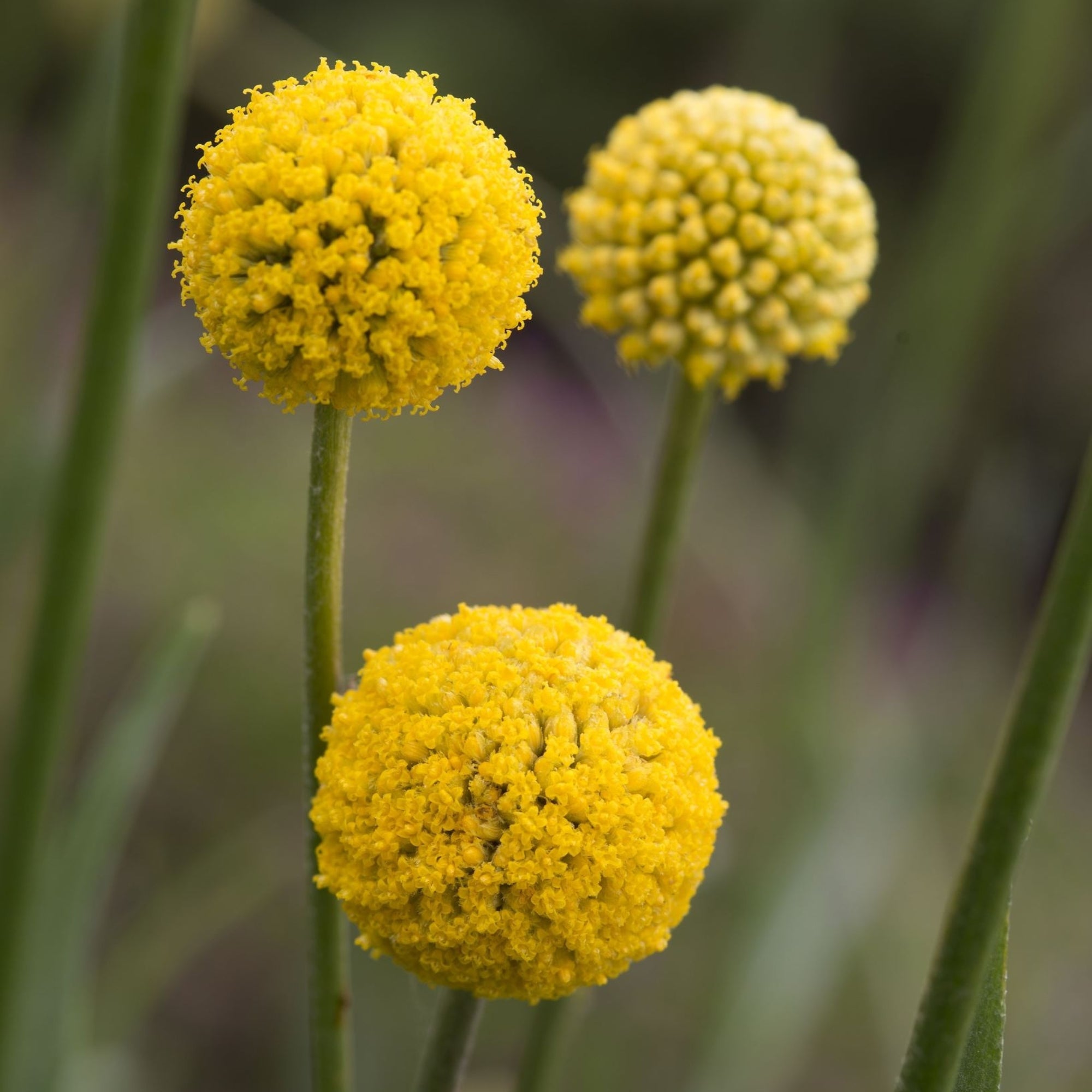 Yellow Craspedia Fontana Seeds yellow-craspedia-fontana-seeds