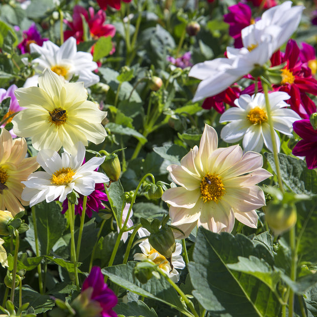 Dahlia Figaro Mixed Seeds