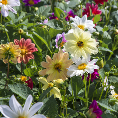 Dahlie Figaro gemischte Farben