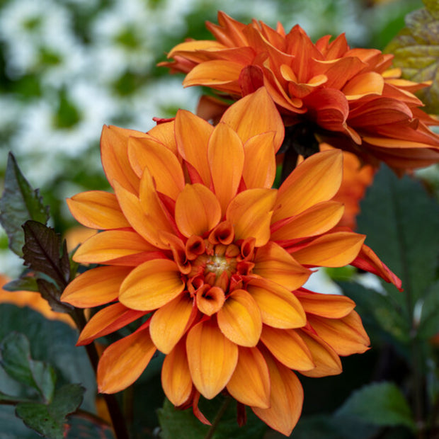 Figaro Dahlia Orange Seeds