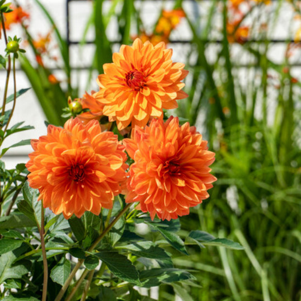 Dahlia Figaro Orange Seeds