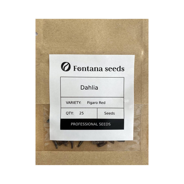 Dahlia Figaro Red Seed