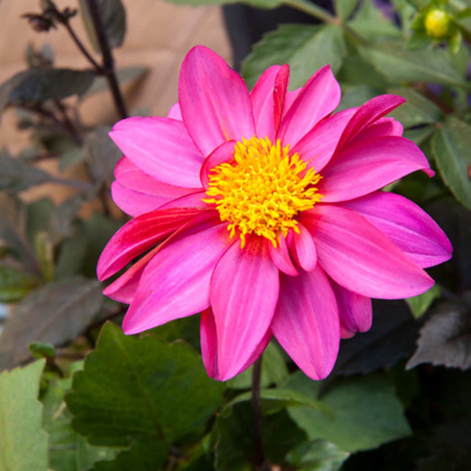 Dalia