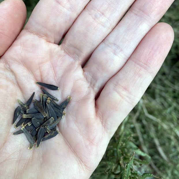 Dahlia Figaro Violet Seeds Size