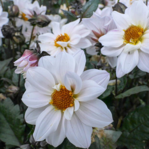White Figaro Dahlia Seeds
