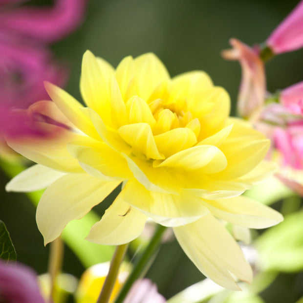 Dahlia Figaro Yellow Seed