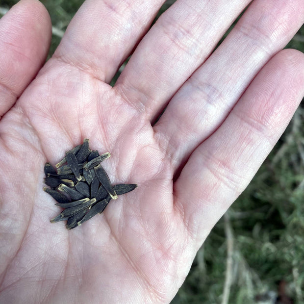 Dahlia Figaro Yellow Shades | Fontana Seeds