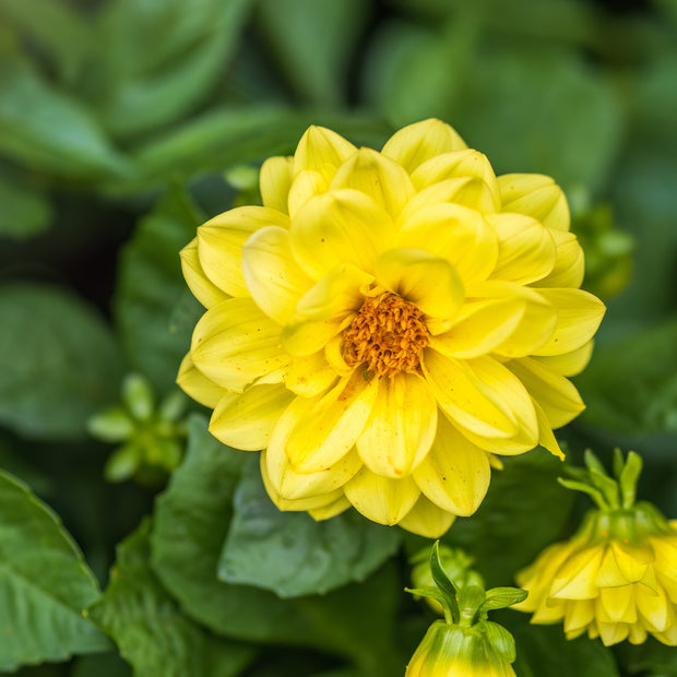 Dahlia Figaro Yellow Shades | Fontana Seeds