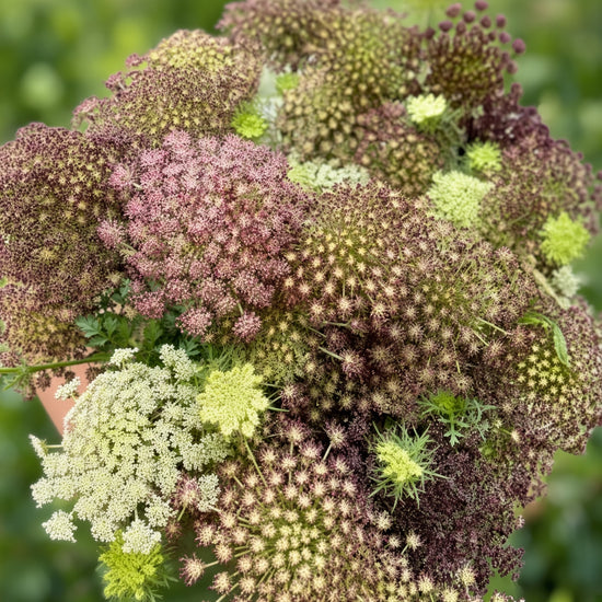 Daucus Carota Dara Seeds