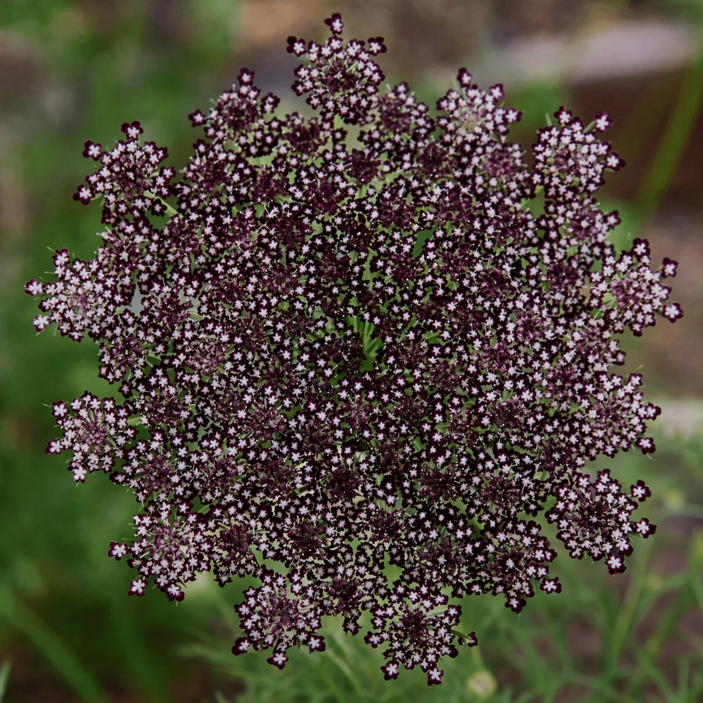 Daucus Dara Seeds