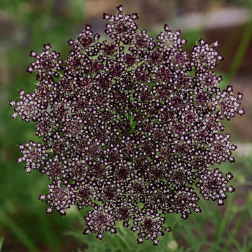 Daucus Dara Seeds
