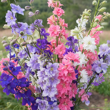 Delphinium Mix Seeds