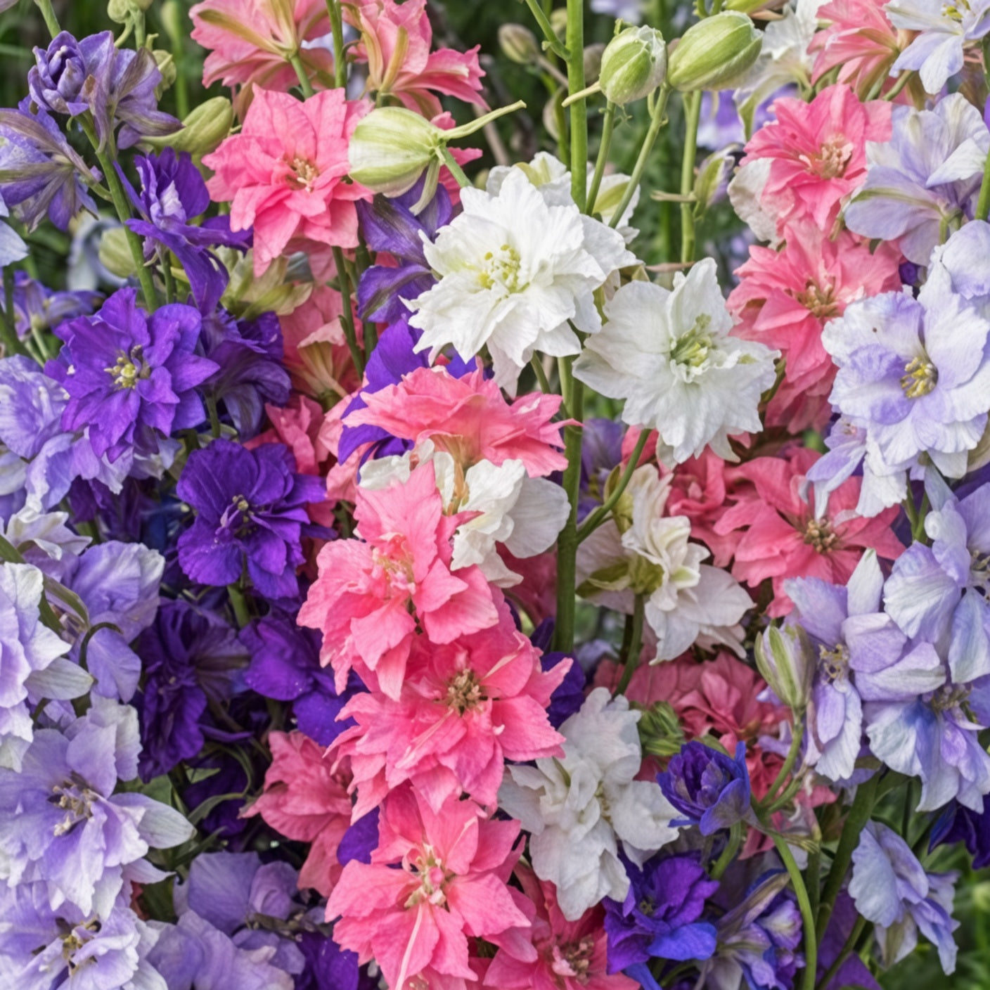 Delphinium seeds mixed colors