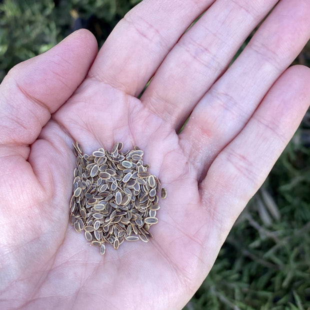 Dill Seeds Size