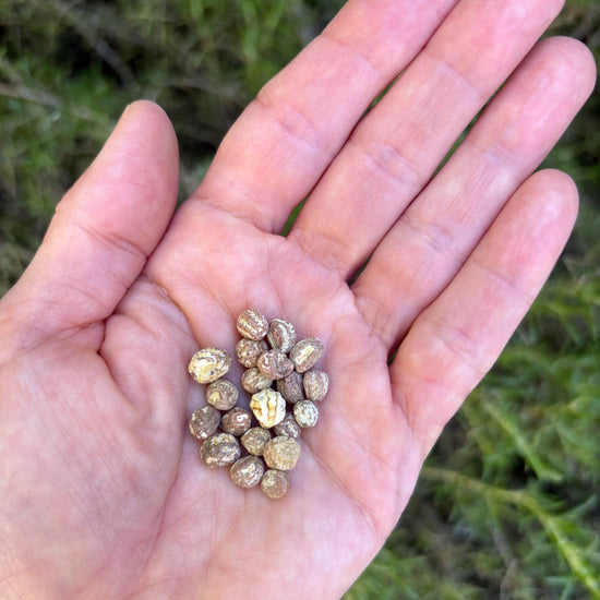 Dwarf Nasturtium Seeds