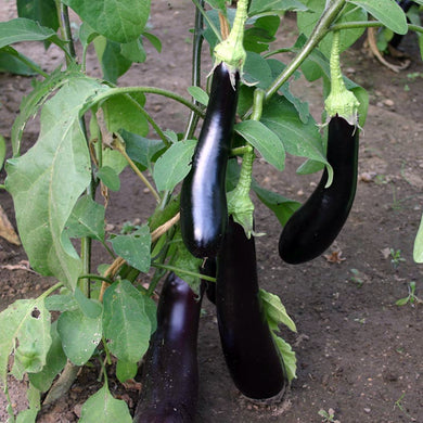 Bio-Aubergine Violetta Lunga