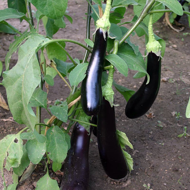 Eggplant Violetta Lunga