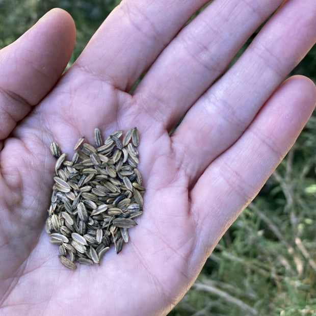 Fennel Seeds Size