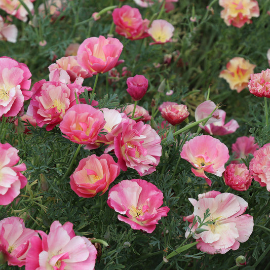 California Poppy Appleblosso Chiffon Seed