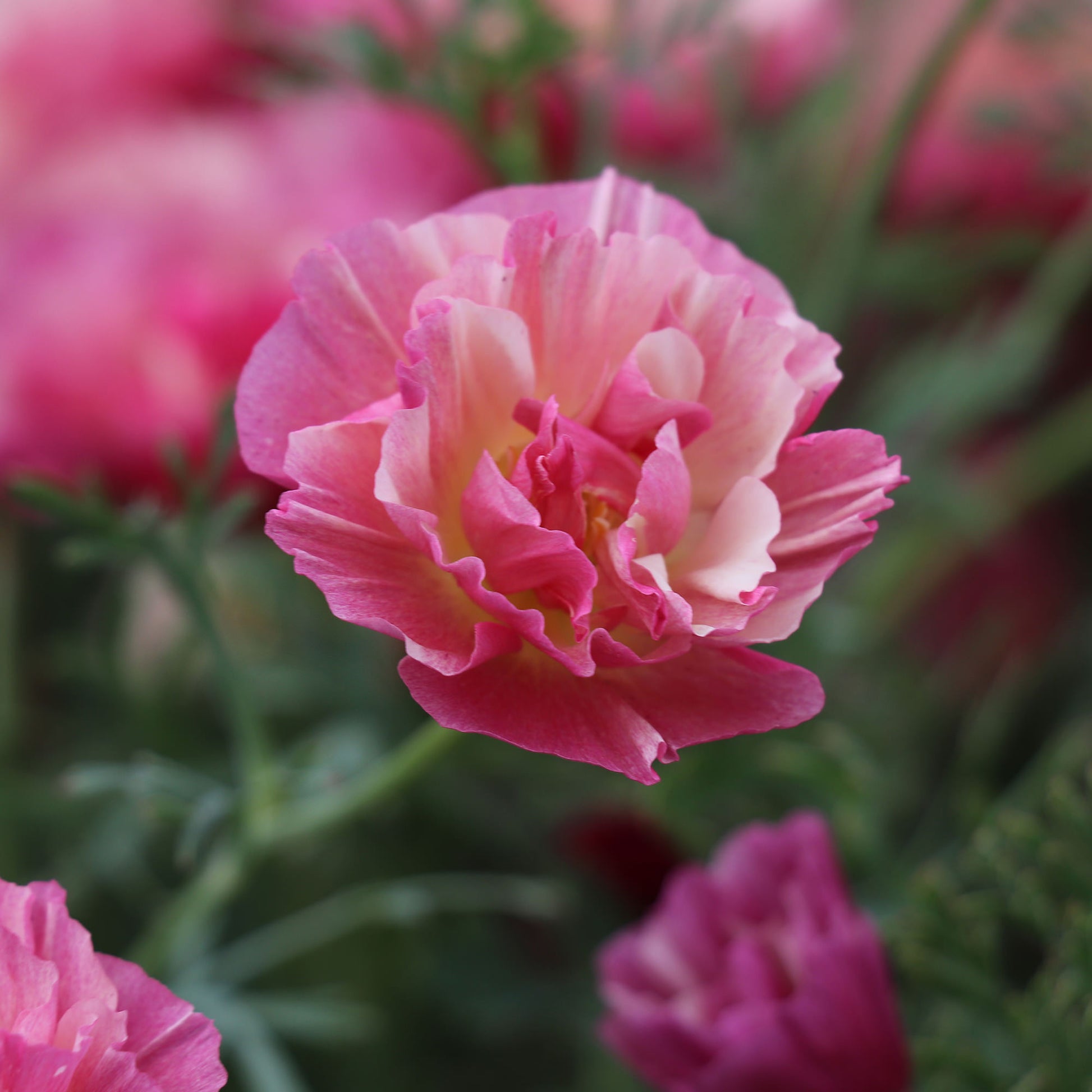California Poppy Appleblosso Chiffon Seeds