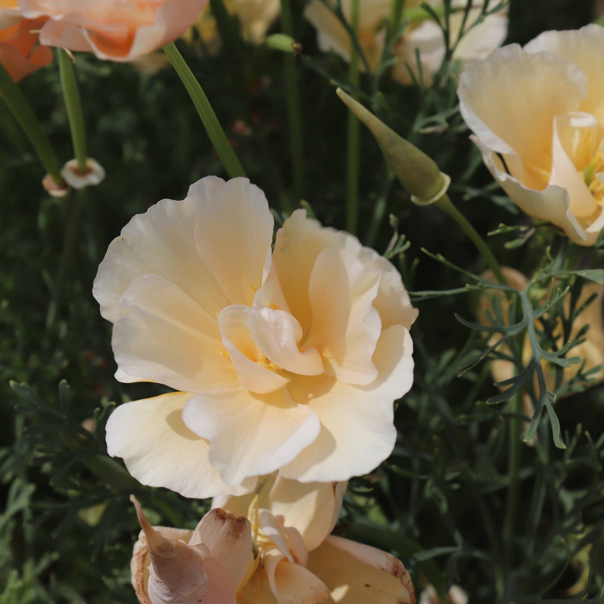 Eschscholizia California Pink Champagne Seeds