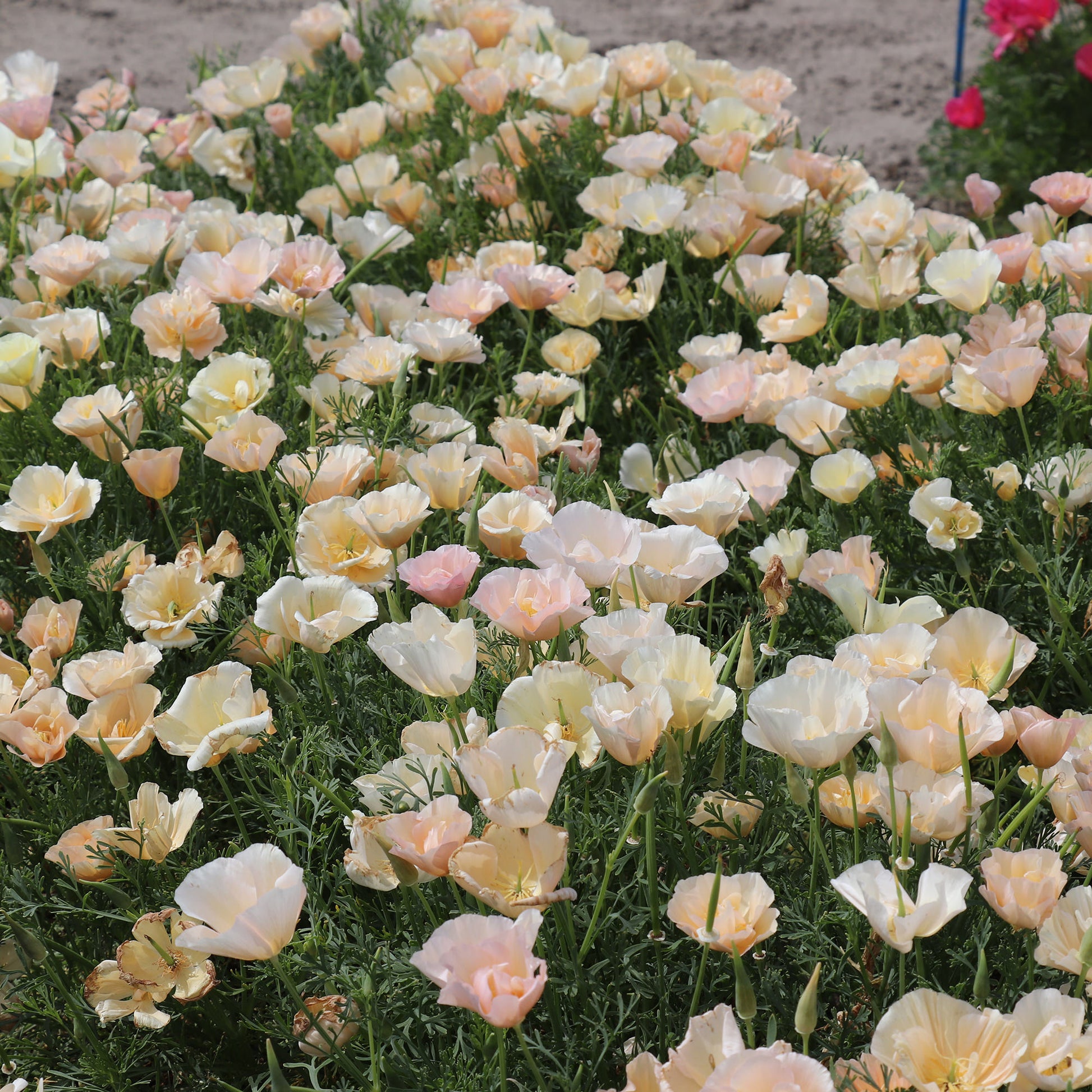 California Poppy Pink Champagne Seed
