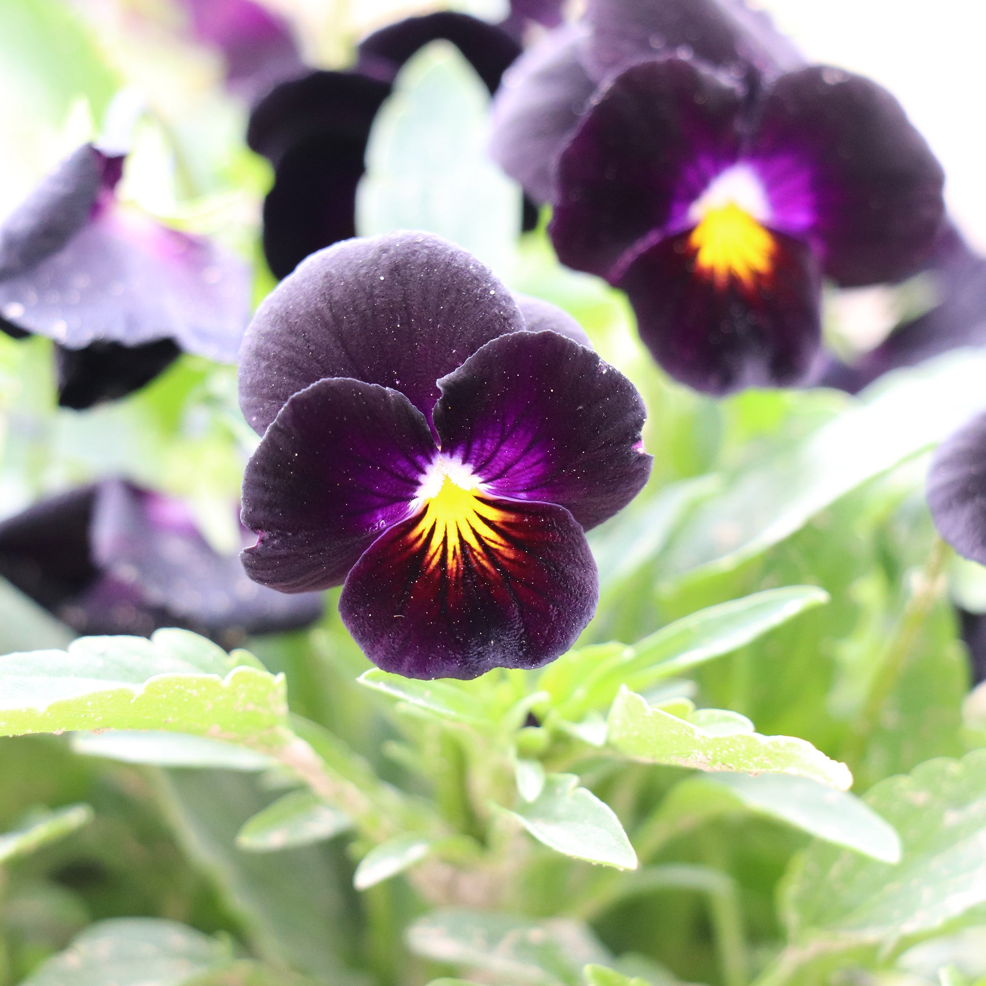 Pansy Back to Black Flower Seed