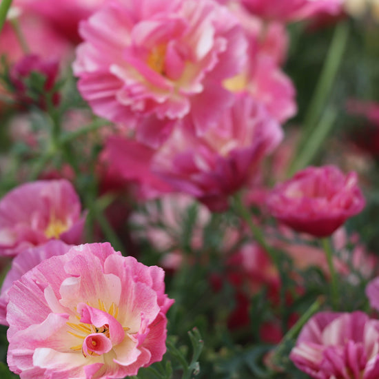Appleblossom Chiffon Poppy Seeds