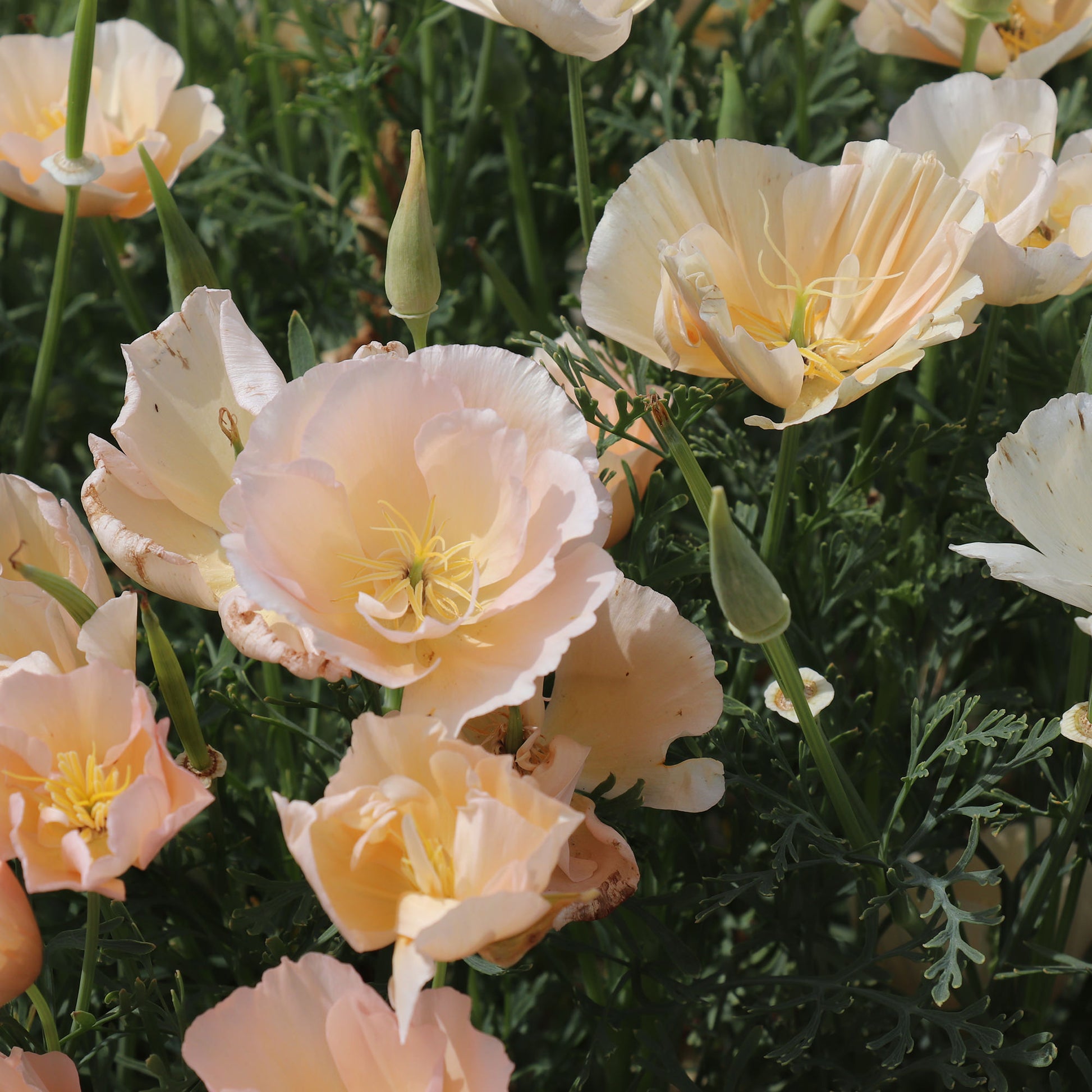 California Poppy Thai Silk Pink Champagne