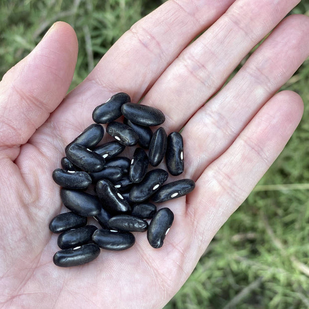 French Bean Cobra Seeds