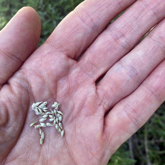 Gomphrena Seeds