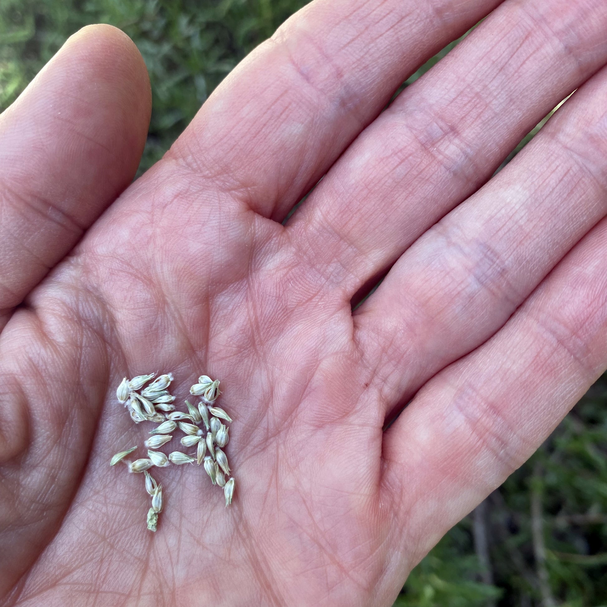 Gomphrena Seeds