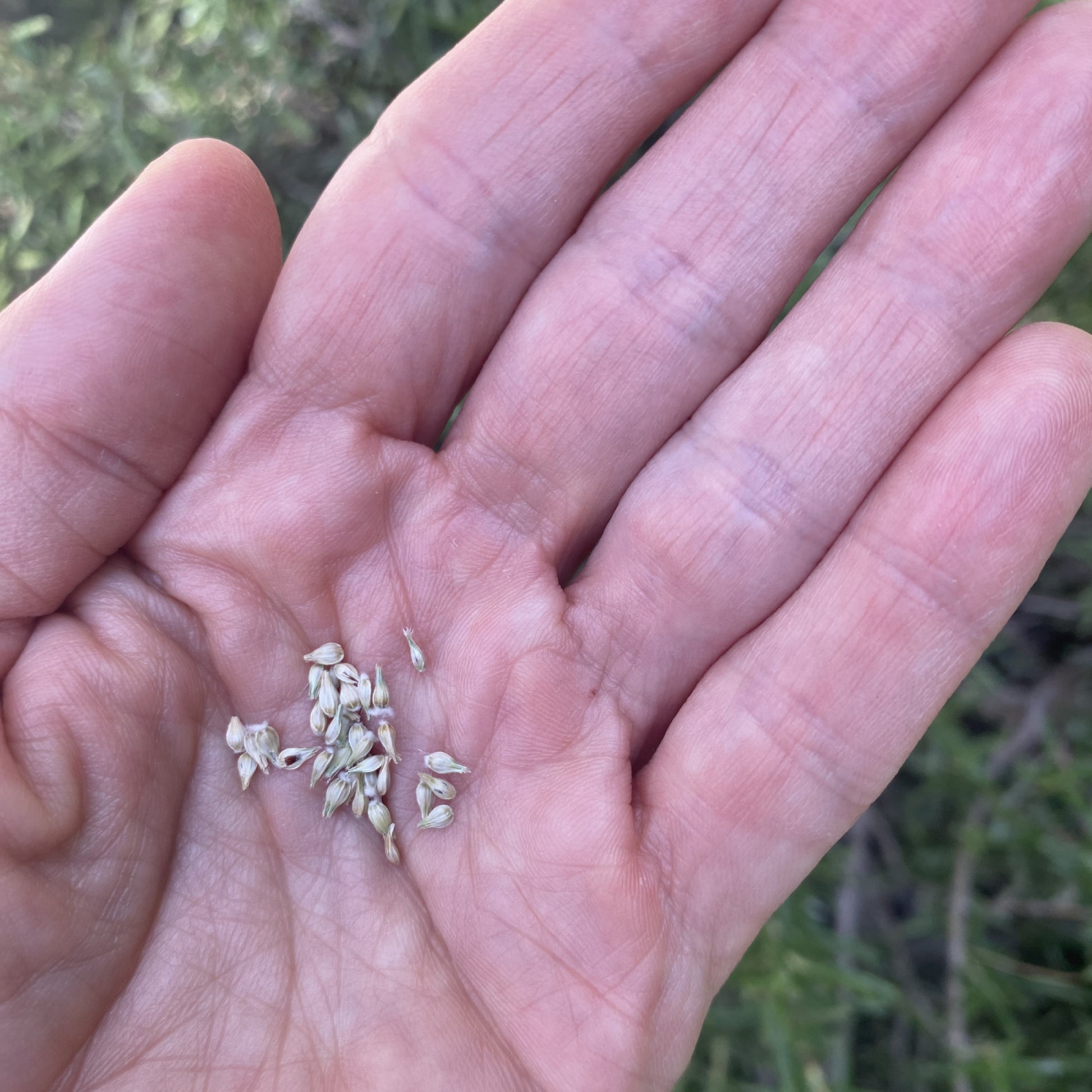 Gomphrena Seeds