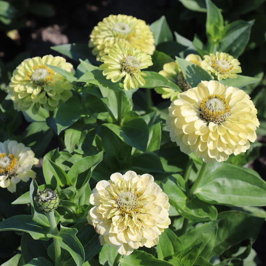 Green Zinnia Flower Seeds