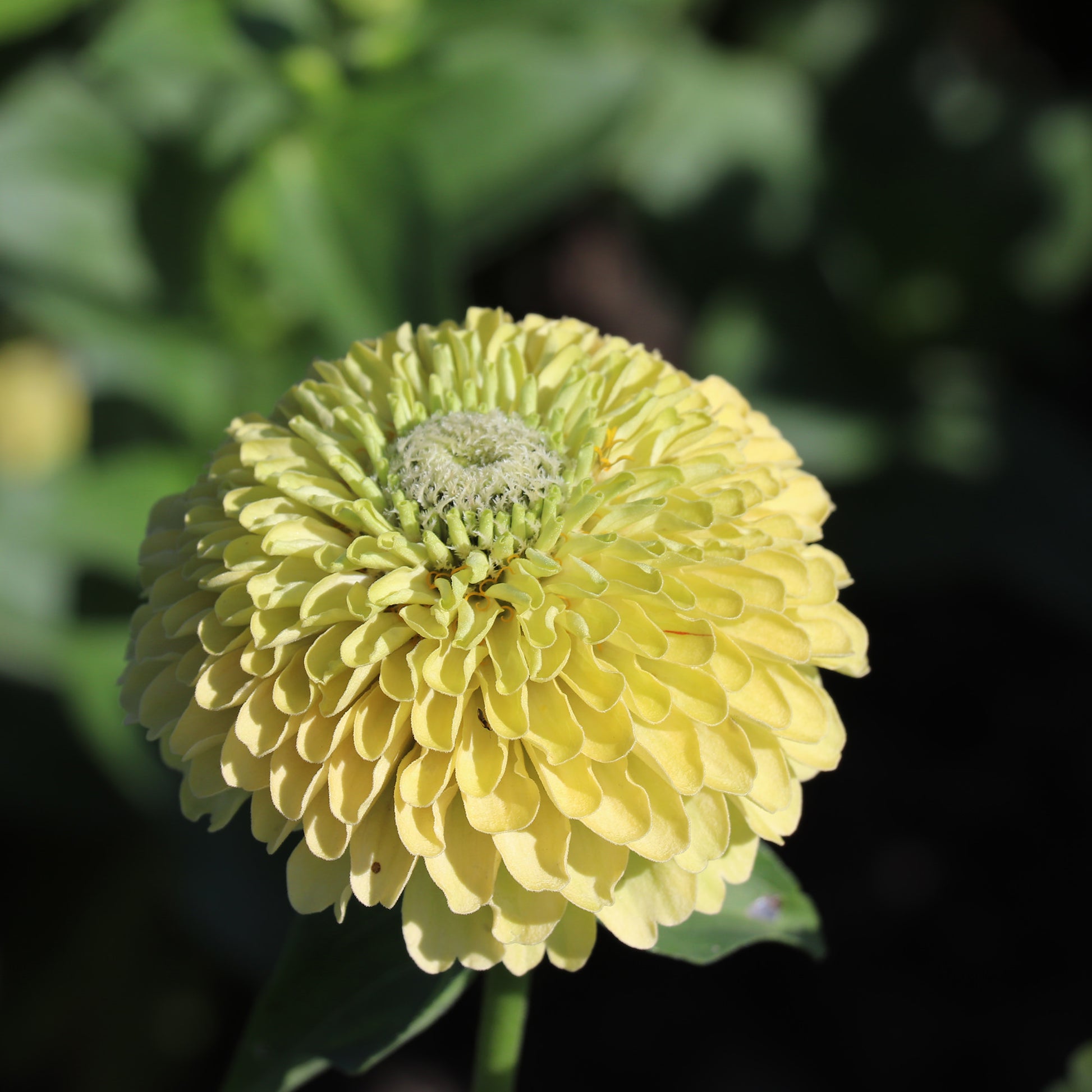 Zinnia Envy Flower Seed
