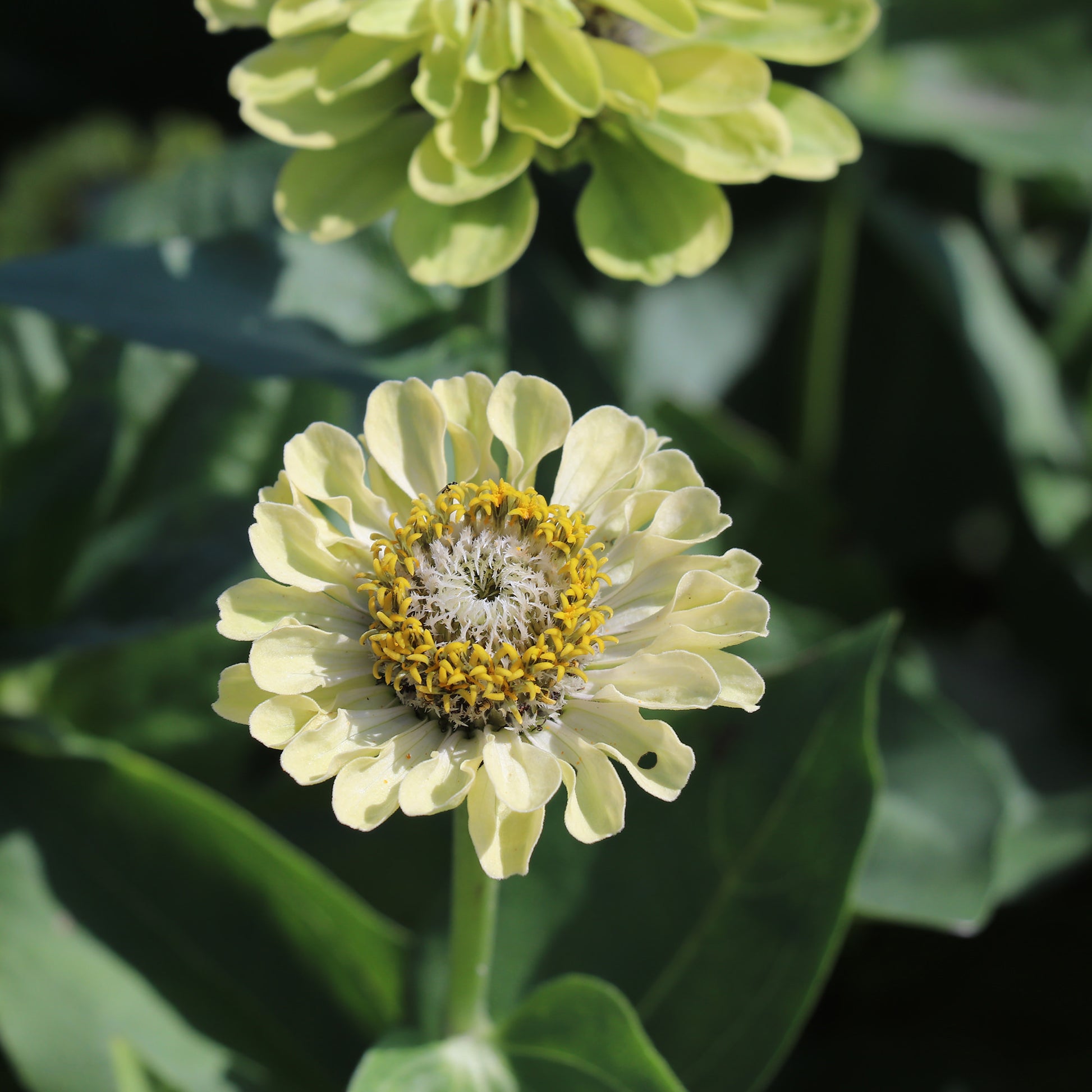 Zinnia Envy Seeds