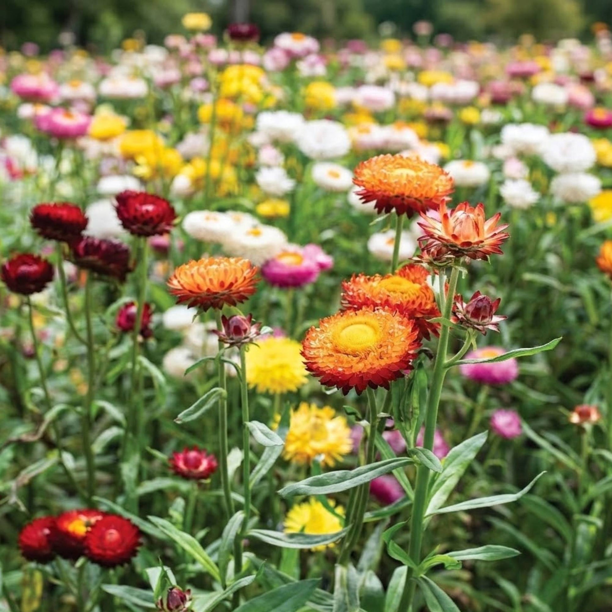 helichrysum flower seeds Helichrysum (Strawflower) Mix Seeds | Everlasting Flowers for Drying