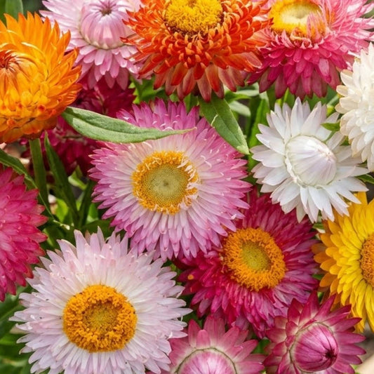 Helichrysum Seeds Mix