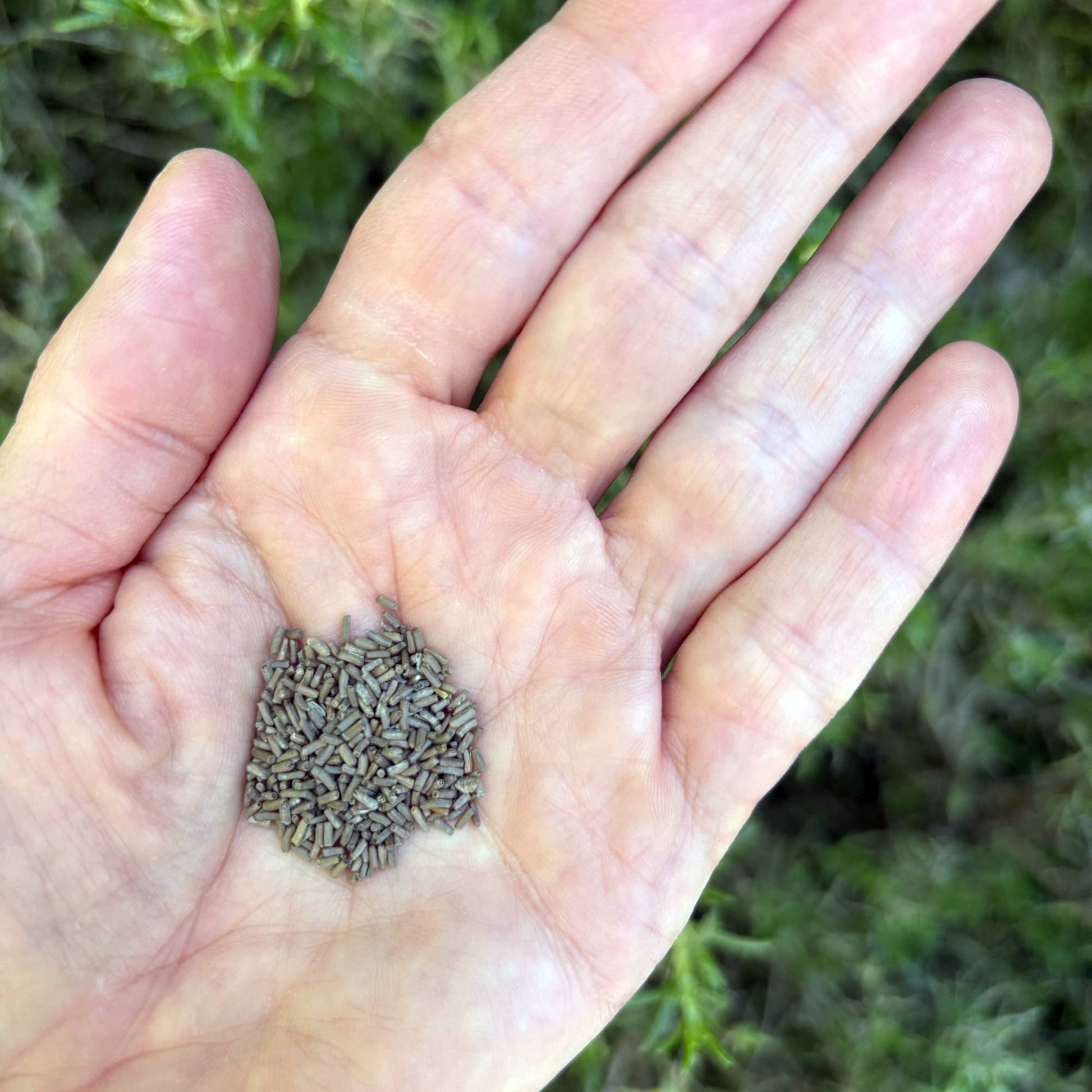 Helichrysum seeds