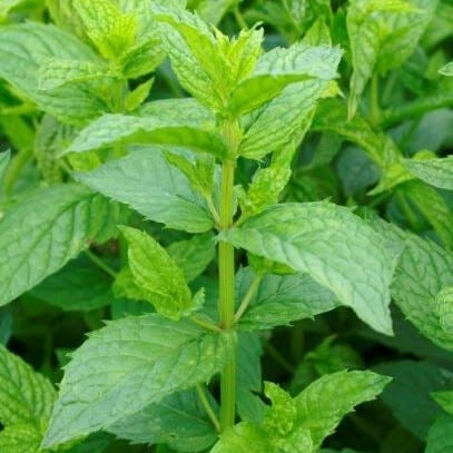 Organic Herb Seeds